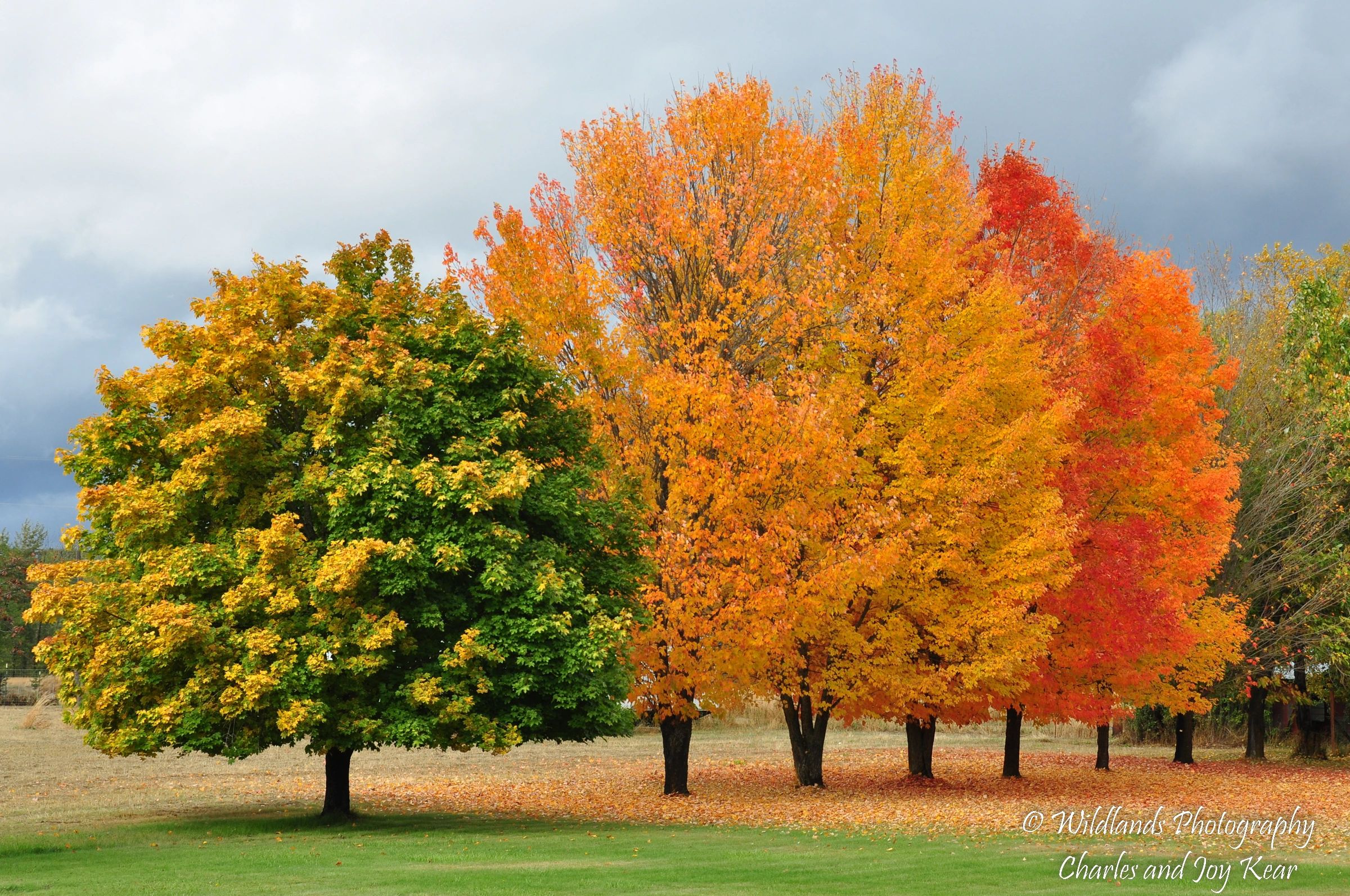 Trees Wildlands Photography